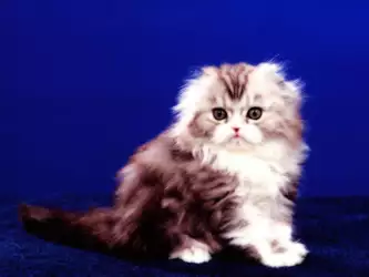 Tiny Cat