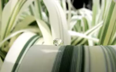 Flower Droplet