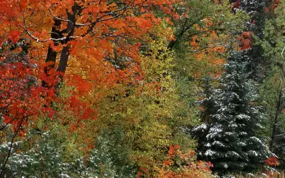 Forest