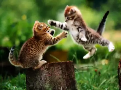Angry Cats