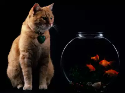 Cat and The Fish