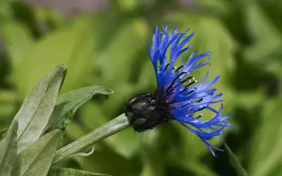 Flower Blue