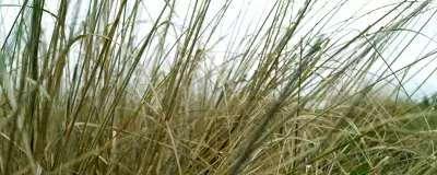 Grass on Meadow