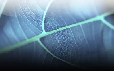 Leaf - Closeup
