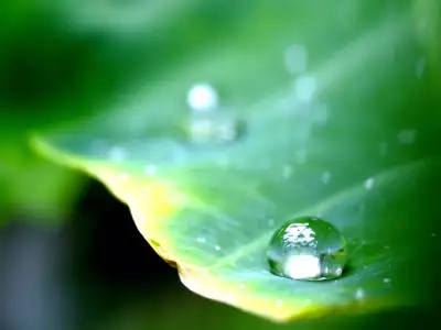 Leaf and Waterdrop