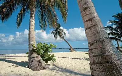 Palm On Sand Beach