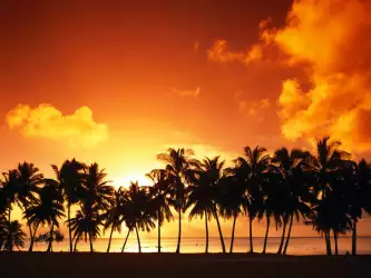 Palms on the Beach