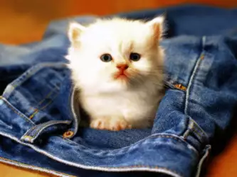 Cat in The Jeans