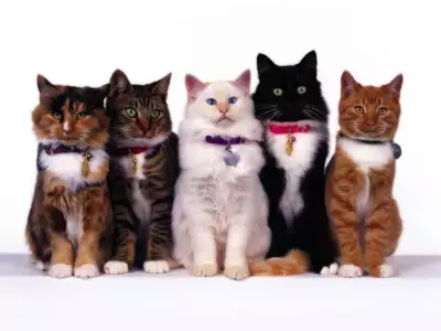 Cat Brigade