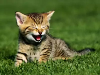 Baby Tiger Cat