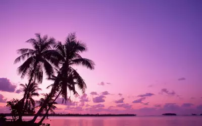 Palms on the Beach