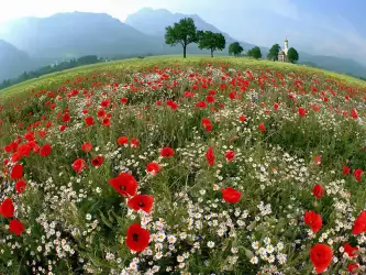 Spring Mountain Meadow