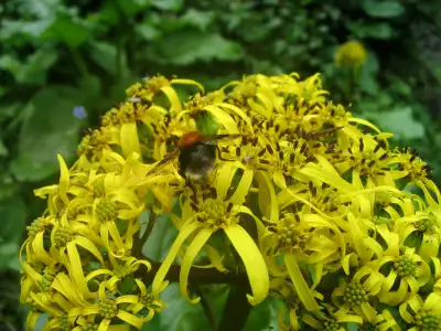 Flowers And Bee