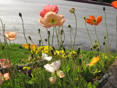 Spring Flowers