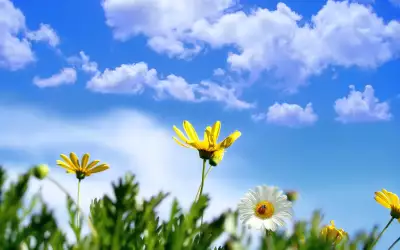 Flowers on Meadow
