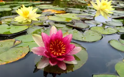 Flower