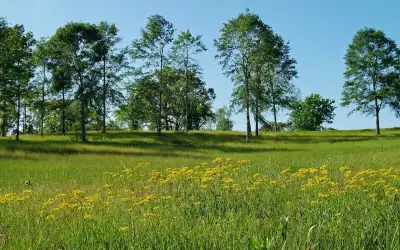 Spring Meadow
