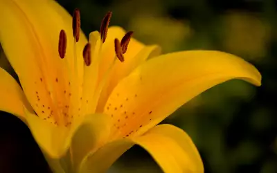 Yellow Flower
