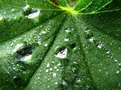 Leaf with Raindrops