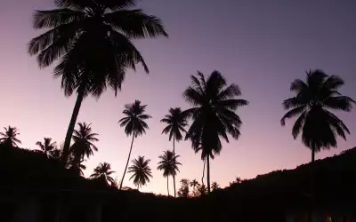 Twilight with Palms