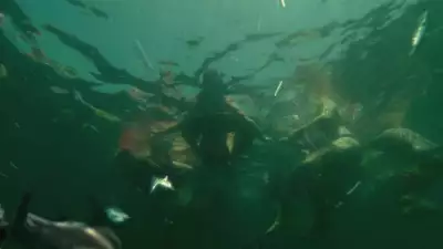 Piranha