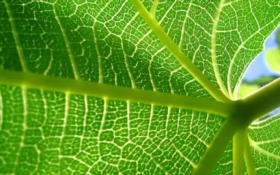 Green Leaf