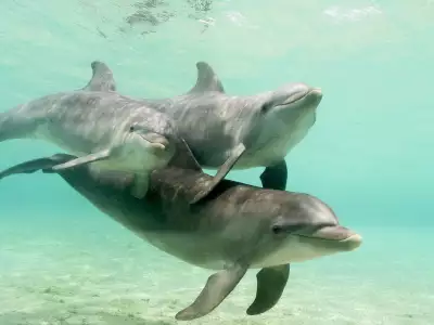 Bottlenose Dolphins in Caribbean Sea Honduras
