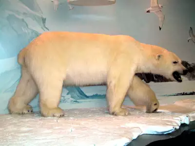 Bear