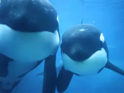 Dolphins