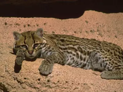 Cute Wildcat