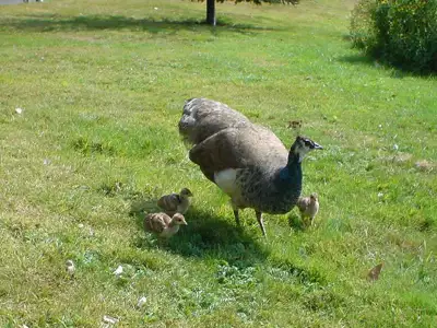 Peacock Chicks
