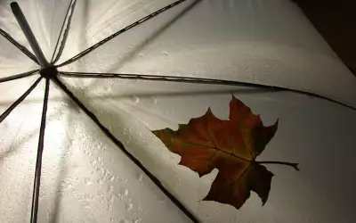 Brown Leaf