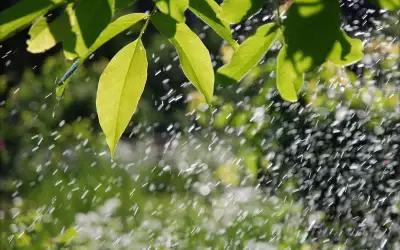 Leaf in the Rain