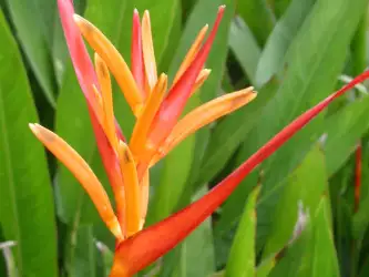 Paradise Orange Flower
