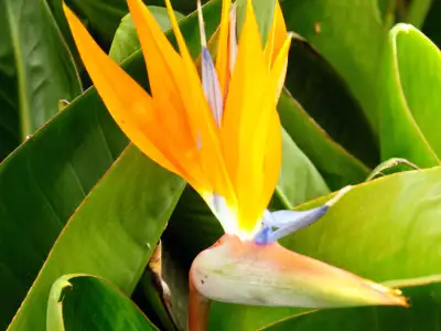 Bird Of Paradise