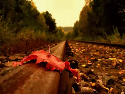 Leaf on Railroad