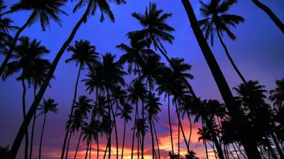 Palms