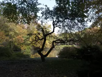 Autumn Foliage In Central Park