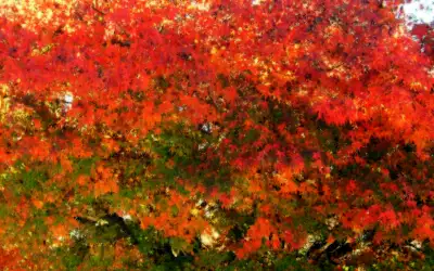 Autumn