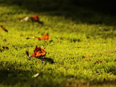 Signs Of Autumn