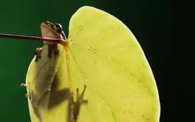 A Frog Hanging On To A Leaf