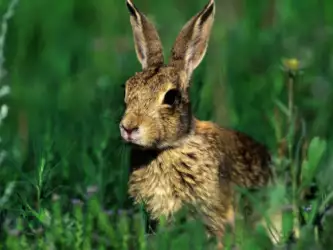 Rabbit