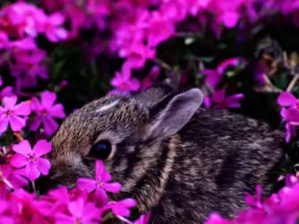 Rabbit
