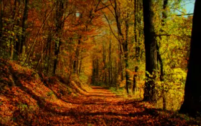 Autumn Forest Landscape Wallpaper
