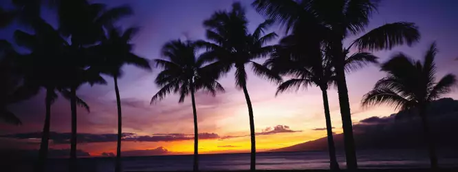  Palms and Sunset