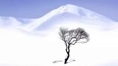 Winter Tree