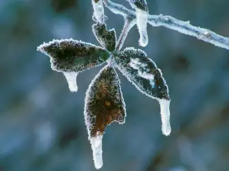 Winter Scene