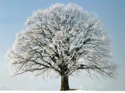 Winter Scene