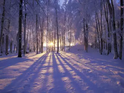 Winter Scene