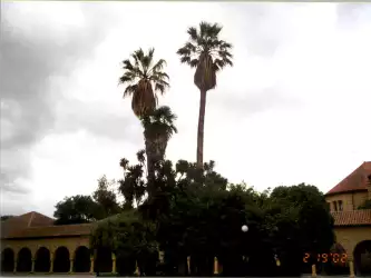 Palms